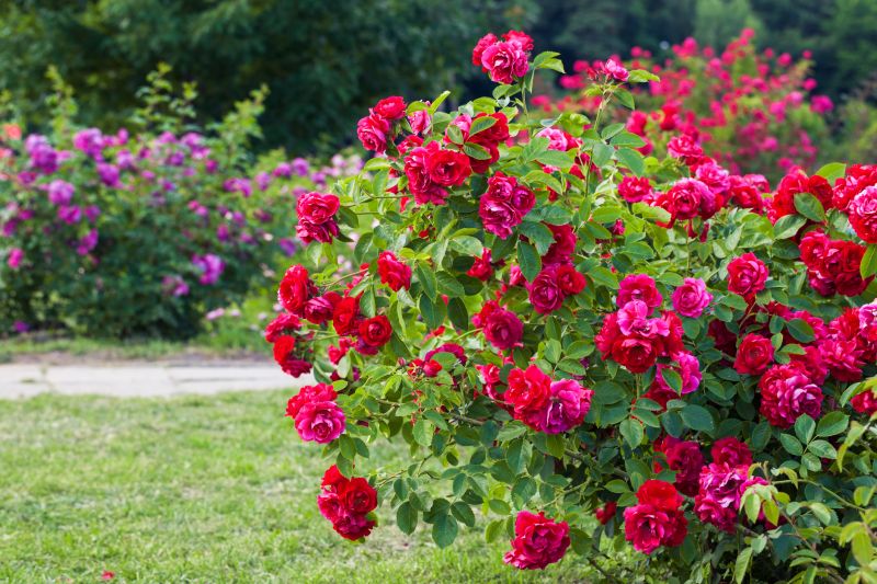 Rose Shaping