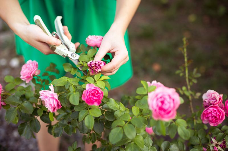 Rose Shaping