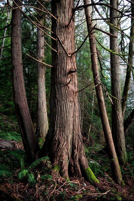 Cedar Tree Pruning in Reno, NV