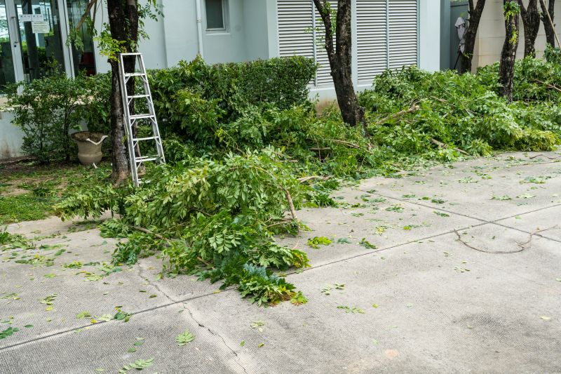 Cypress Tree Removal in Doylestown, PA