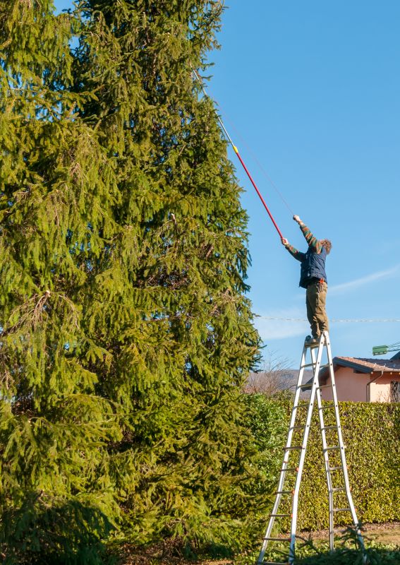 Hickory Tree Trimming in Reno, NV