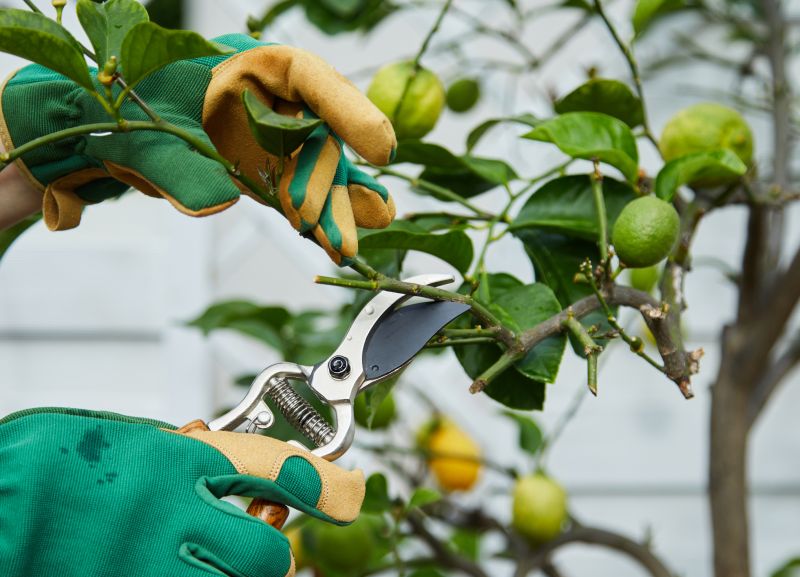 Peach Tree Pruning in Pottstown, PA