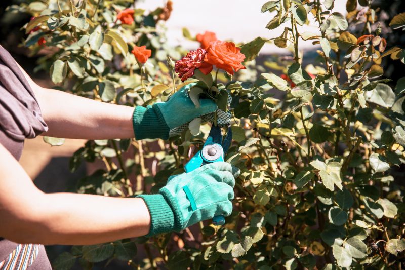 Healthy Rose Bushes