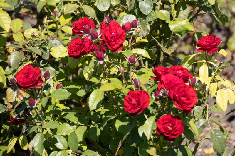 Seasonal Rose Displays