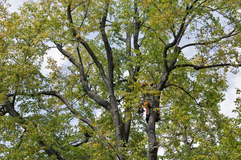 Tree Crown Shaping in Pottstown, PA